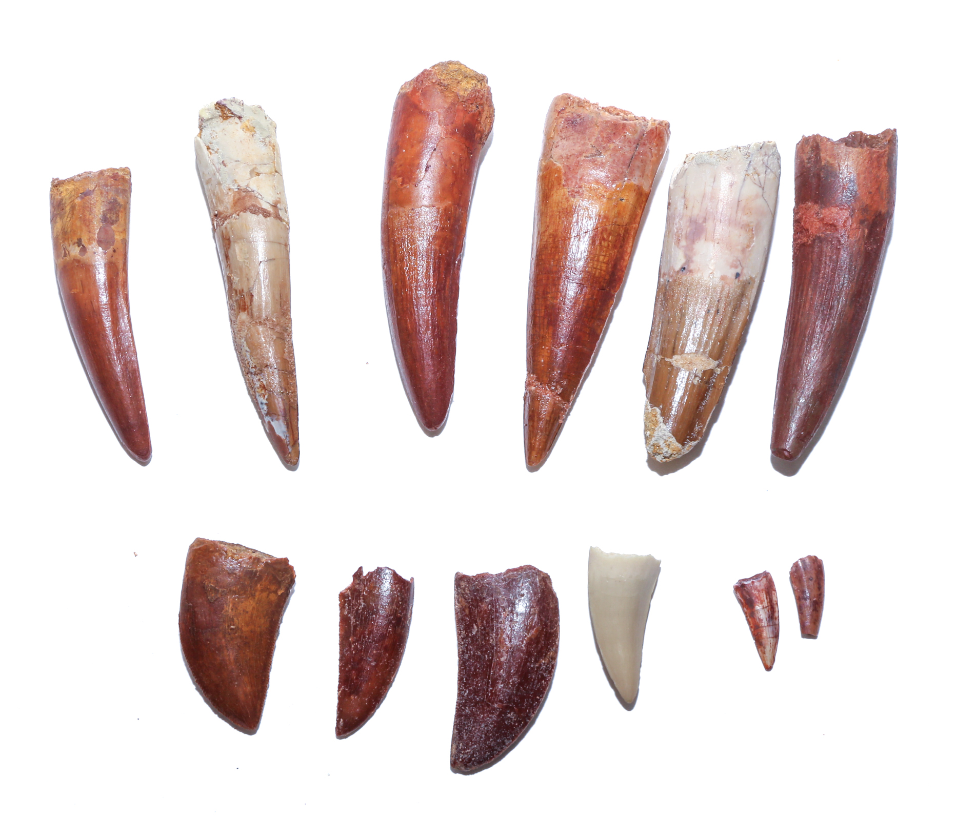 SELECTION OF 12 FOSSIL DINOSAUR TEETH