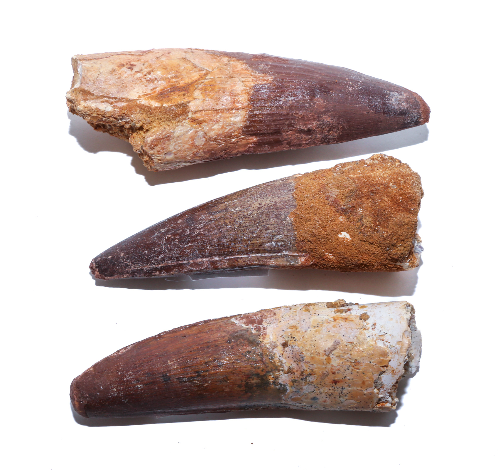 THREE FOSSIL SPINOSAURUS DINOSAUR TEETH