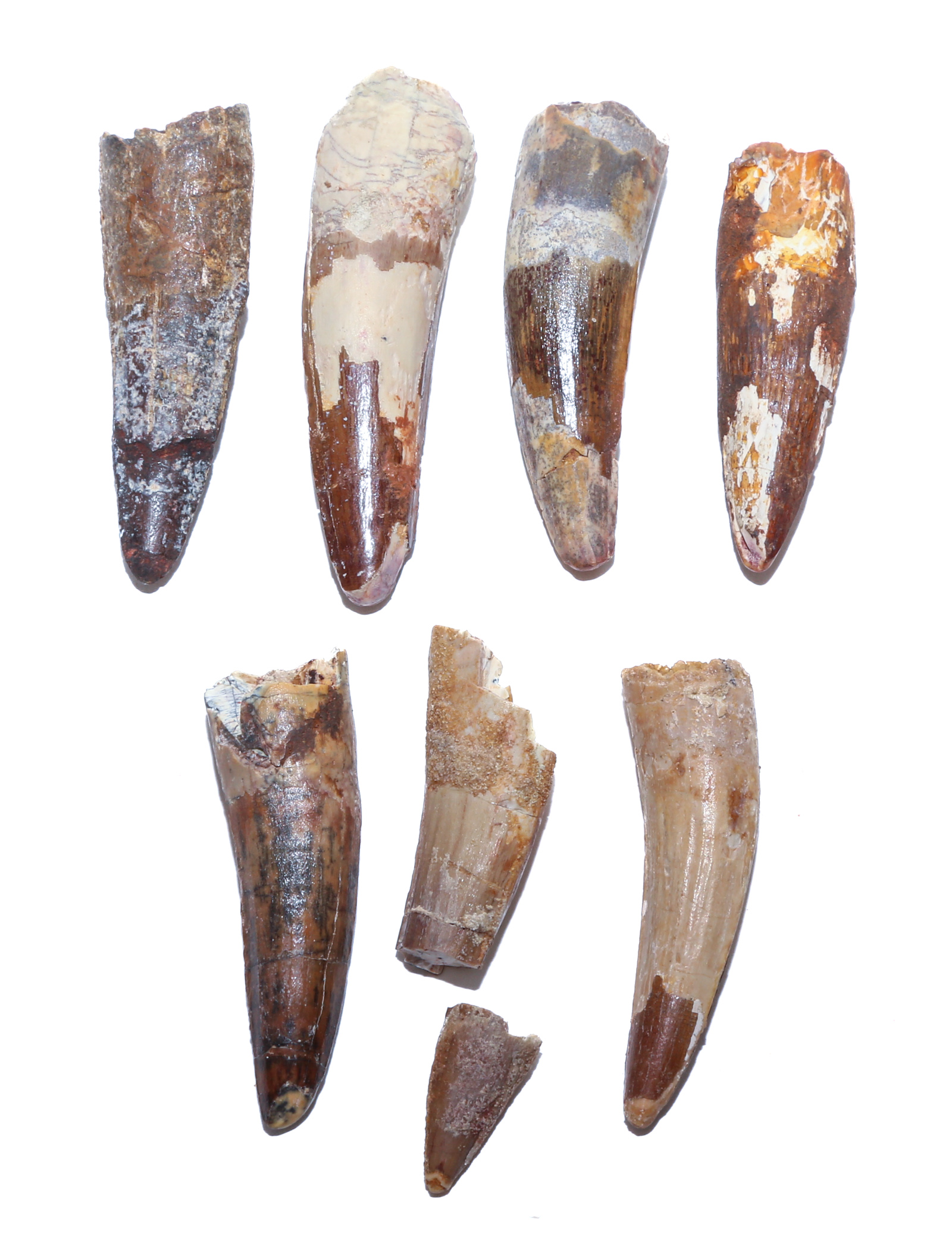 SEVEN FOSSIL SPINOSAURUS DINOSAUR TEETH