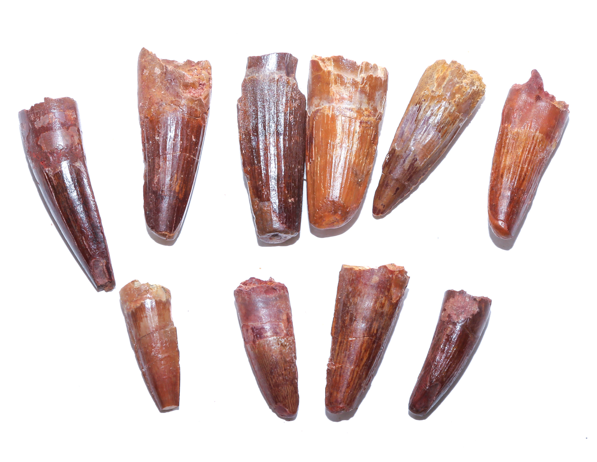 NINE FOSSIL SPINOSAURUS DINOSAUR TEETH