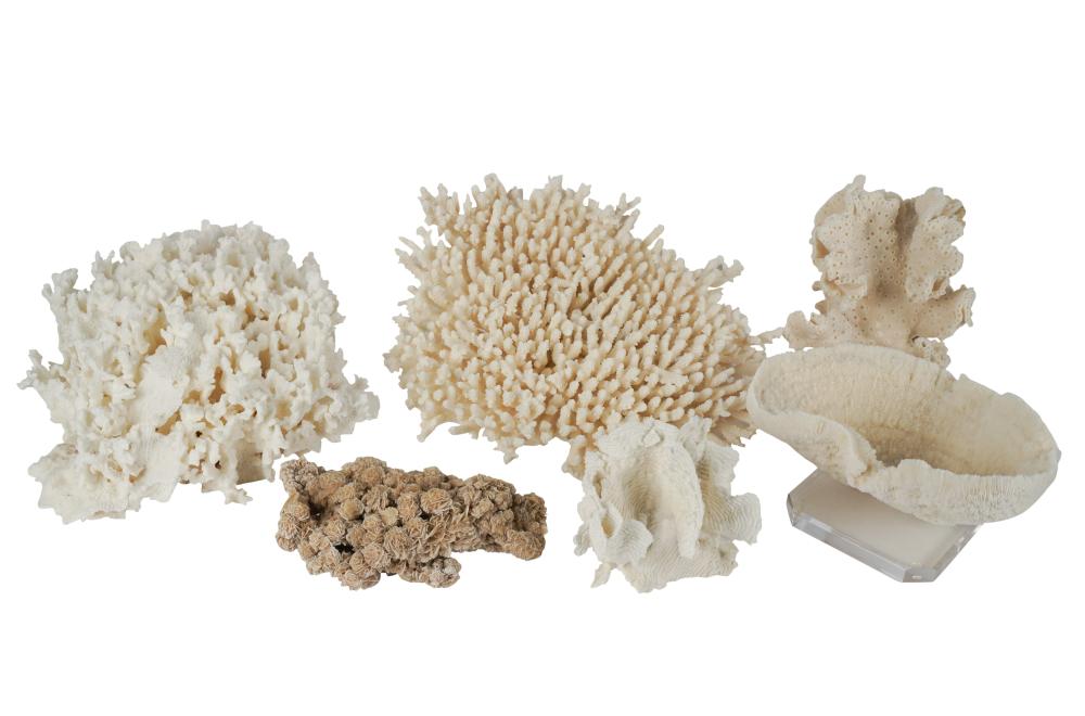 COLLECTION OF ASSORTED CORALCollection