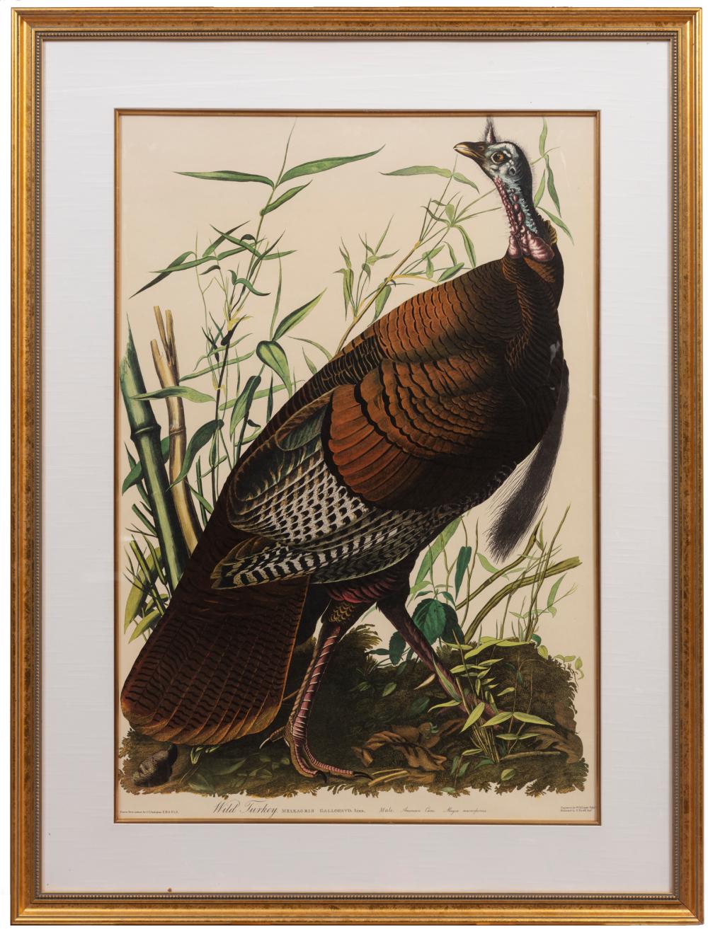 JOHN JAMES AUDUBON AMERICAN 1785 1851 John 3091db