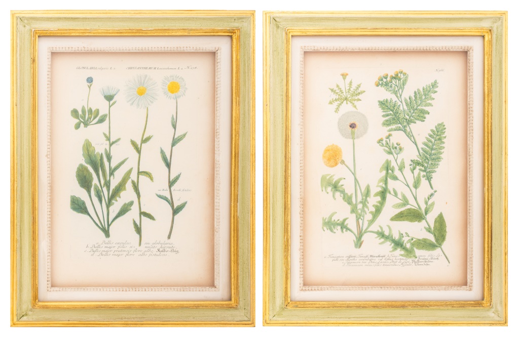 HAND COLORED BOTANICAL ENGRAVINGS 30c413