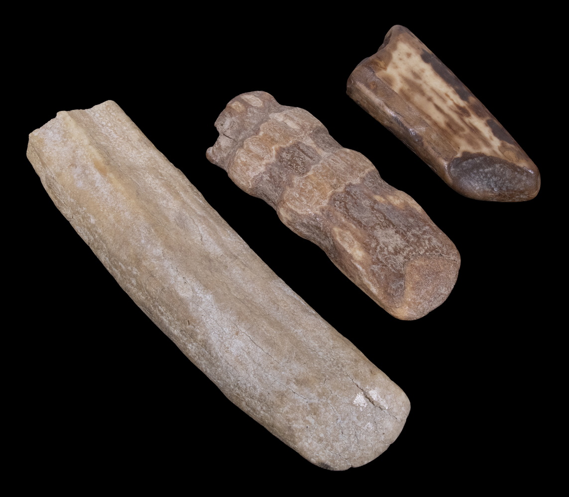 (3) FOSSILIZED WALRUS TUSK PORTIONS