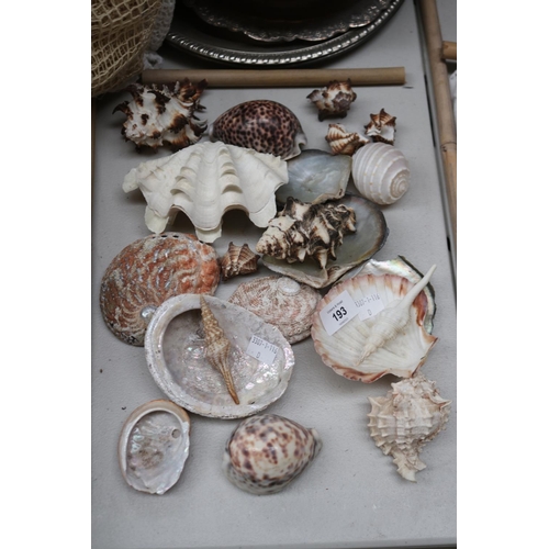 Assortment of seashells