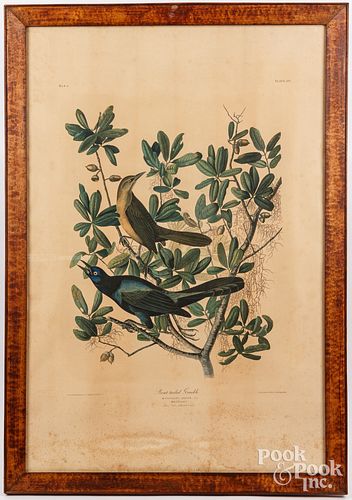 J BIEN LITHOGRAPH AFTER AUDUBONJ  30d16a