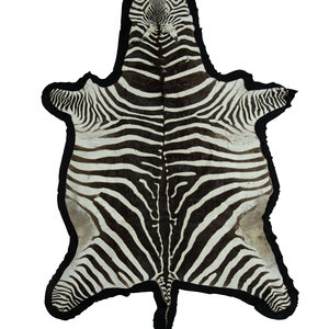 A Zebra Stallion Skin Rug mounted 30b004