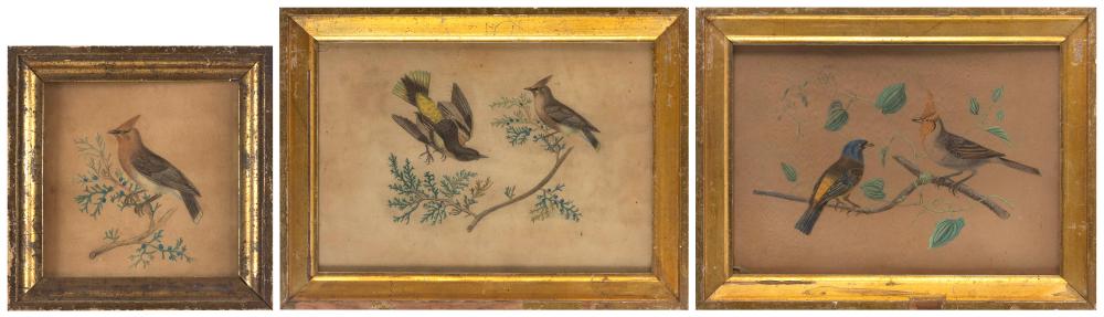 THREE DRAWINGS OF SONGBIRDS 19TH