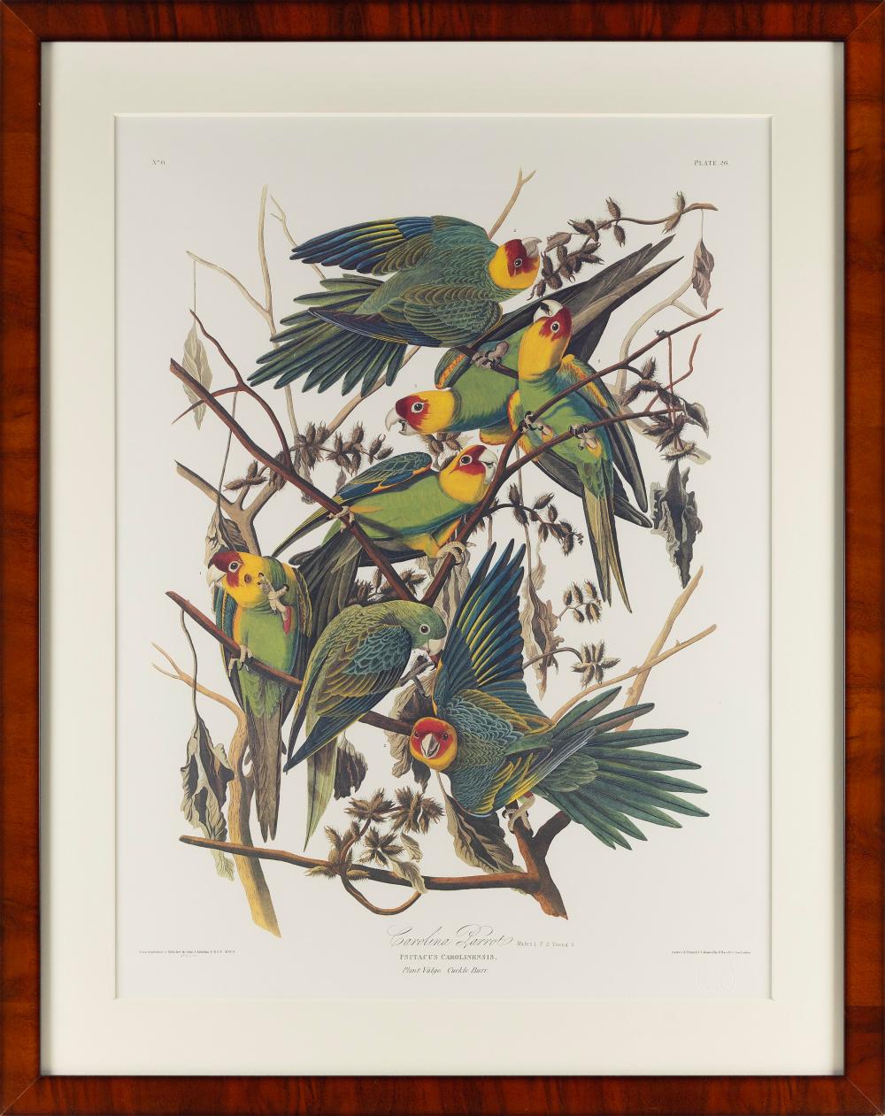 AFTER JOHN JAMES AUDUBON CAROLINA 30b618