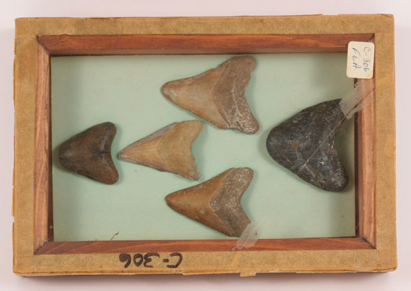 Five fossilized shark's teeth found