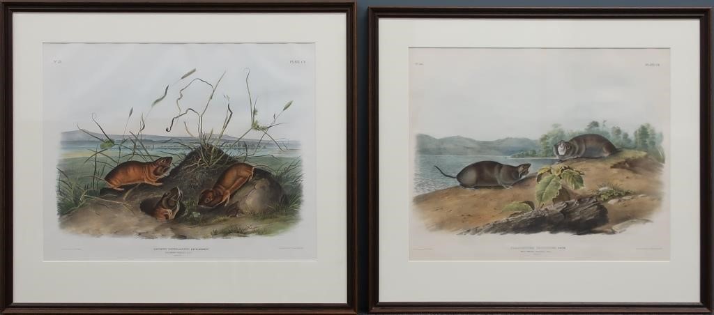 Two aquatints after J W Audubon  31184f