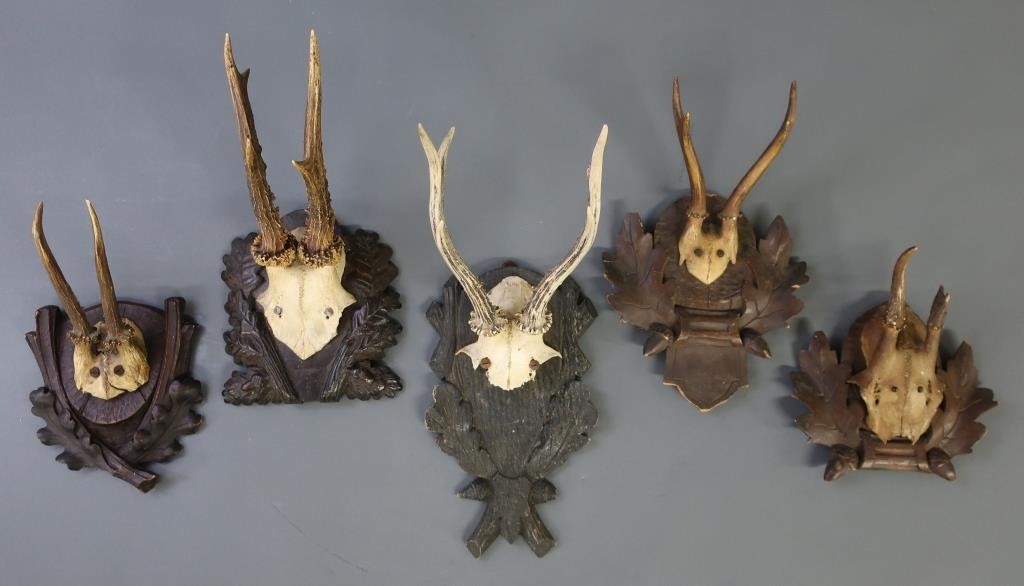 Five roe deer antlers mounted on