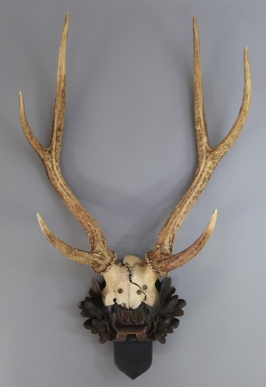 Stag horns mounted on a Black Forest 311b16