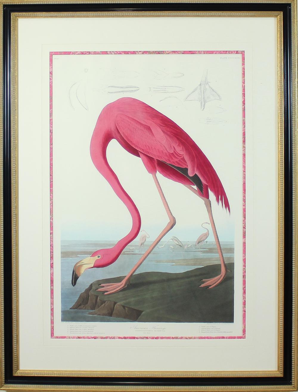 "AMERICAN FLAMINGO," REPRODUCTION