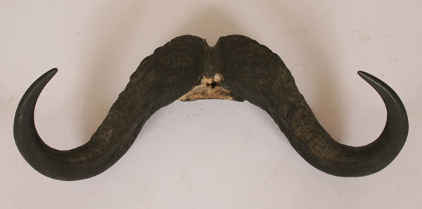 Cape buffalo horn mount syncerus 4ed3f