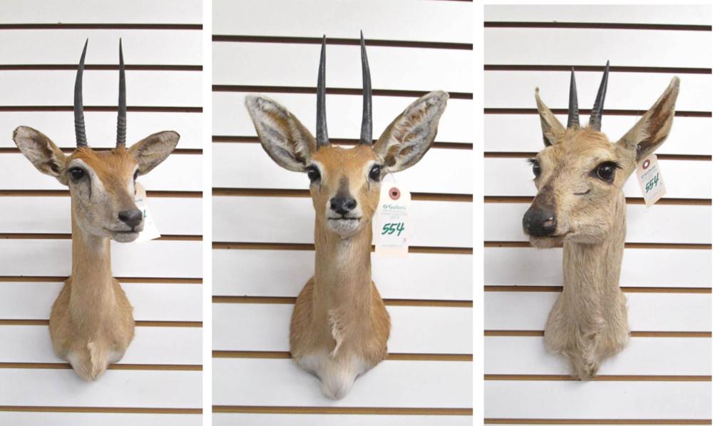 THREE SMALL VARIETY AFRICAN ANTELOPE  3168e9