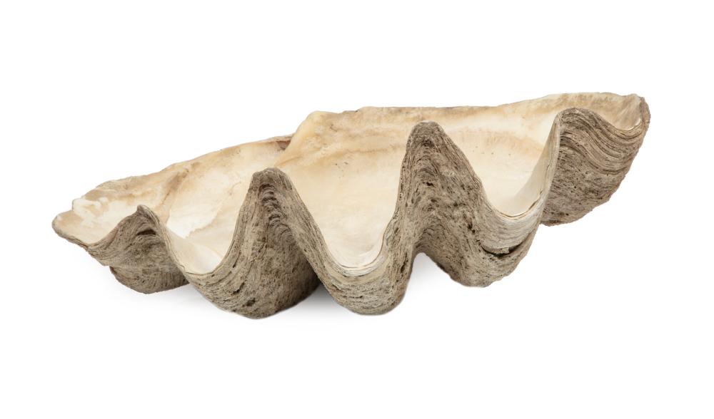 GIANT CLAM SHELLGiant Clam Shell  318528