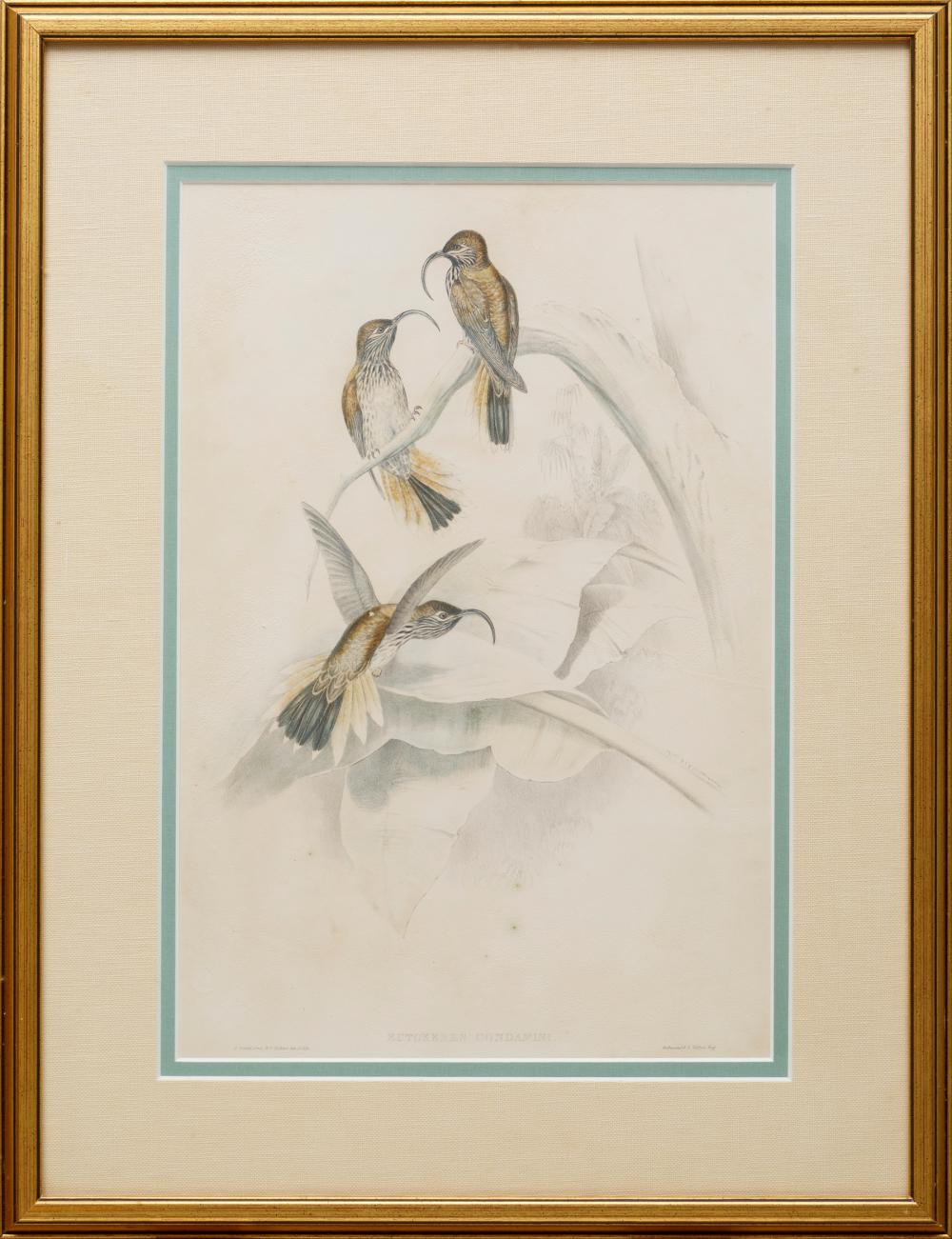 JOHN GOULD BRITISH 1804 1881 John 318759