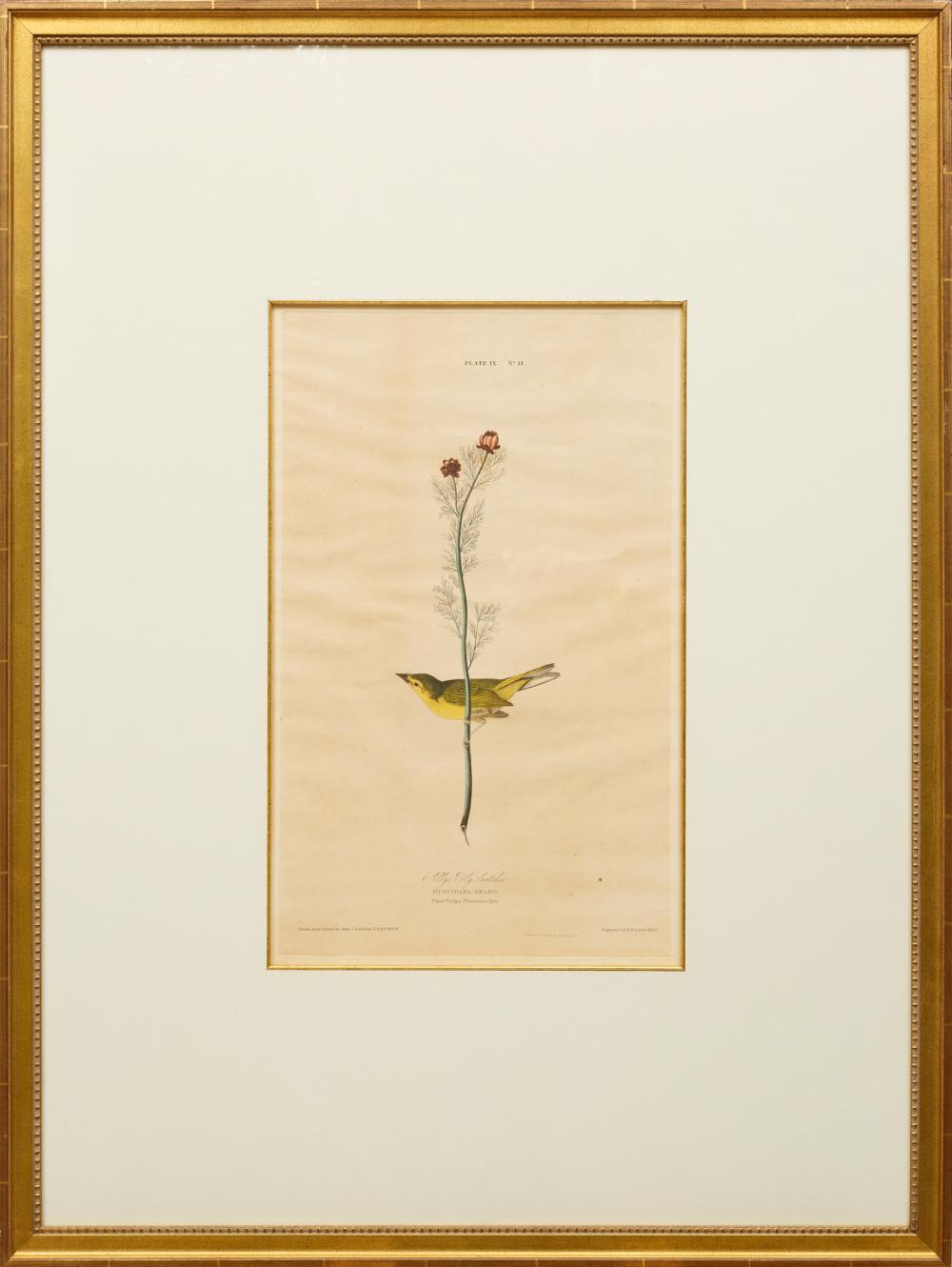 JOHN JAMES AUDUBON (AMERICAN, 1785-1851)John