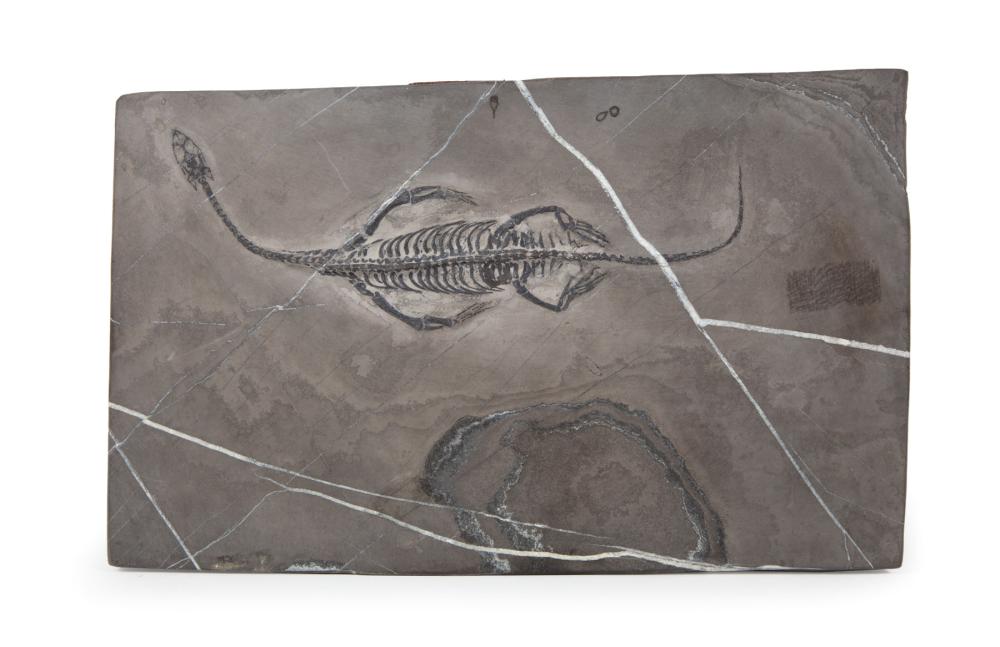 KEICHOSAURUS FOSSILKeichosaurus Fossil