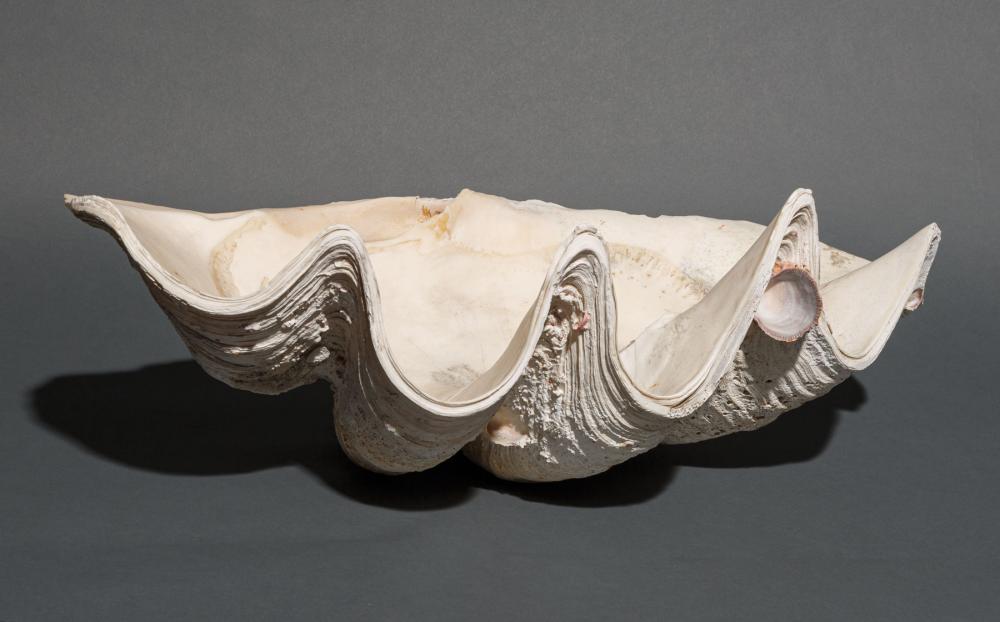 GIANT CLAM SHELLGiant Clam Shell 319302