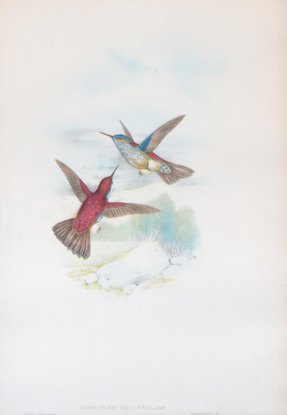 JOHN GOULD BRITISH 1804 1881 John 319533