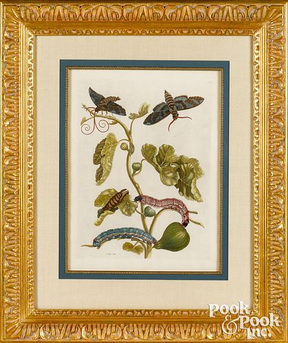 MARIA SIBYLLA MERIAN PLATE 33,