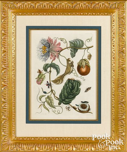 MARIA SIBYLLA MERIAN PLATE 21,