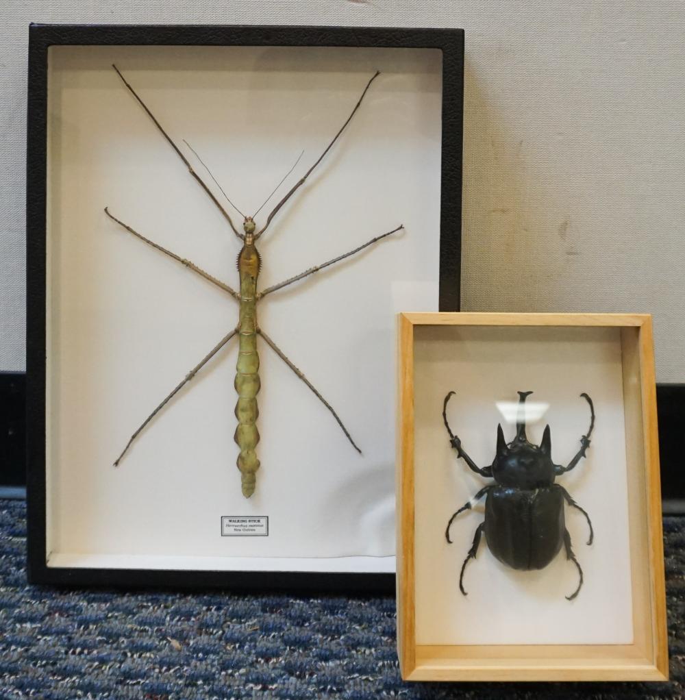 TWO TAXONOMIC SHADOWBOX DISPLAYS