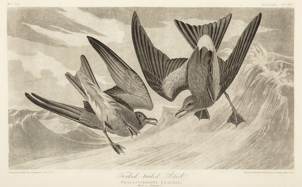 JOHN JAMES AUDUBON AMERICAN 1785 1851 John 31aab4