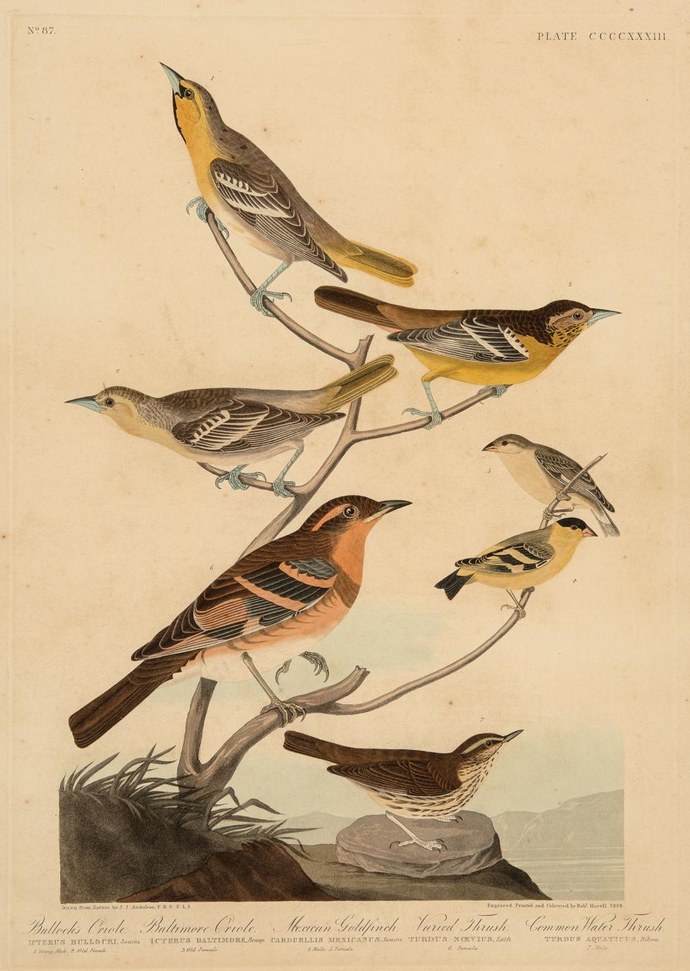 JOHN JAMES AUDUBON (AMERICAN, 1785-1851)John