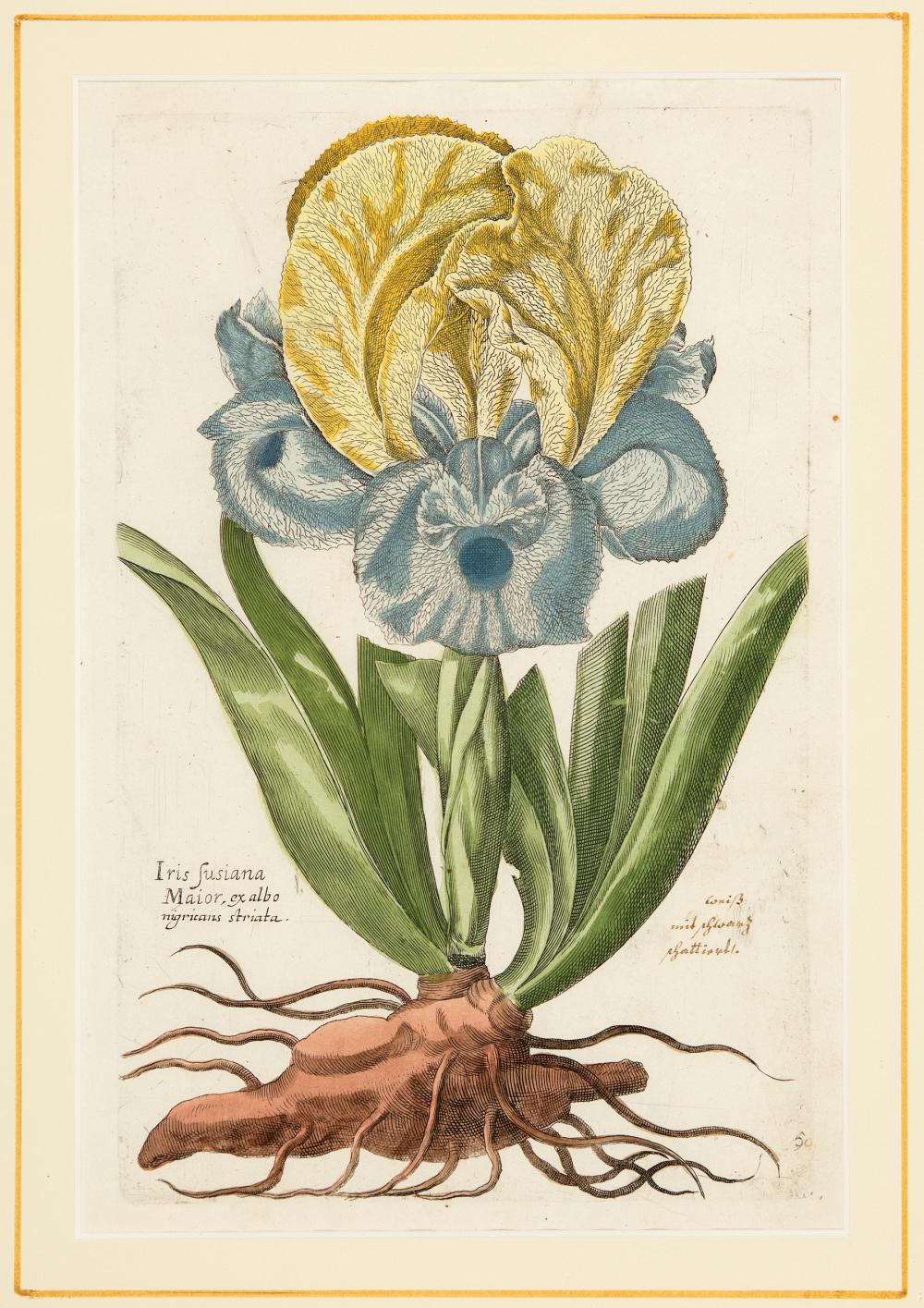 ANTIQUE BOTANICAL PRINTSAntique 31b375