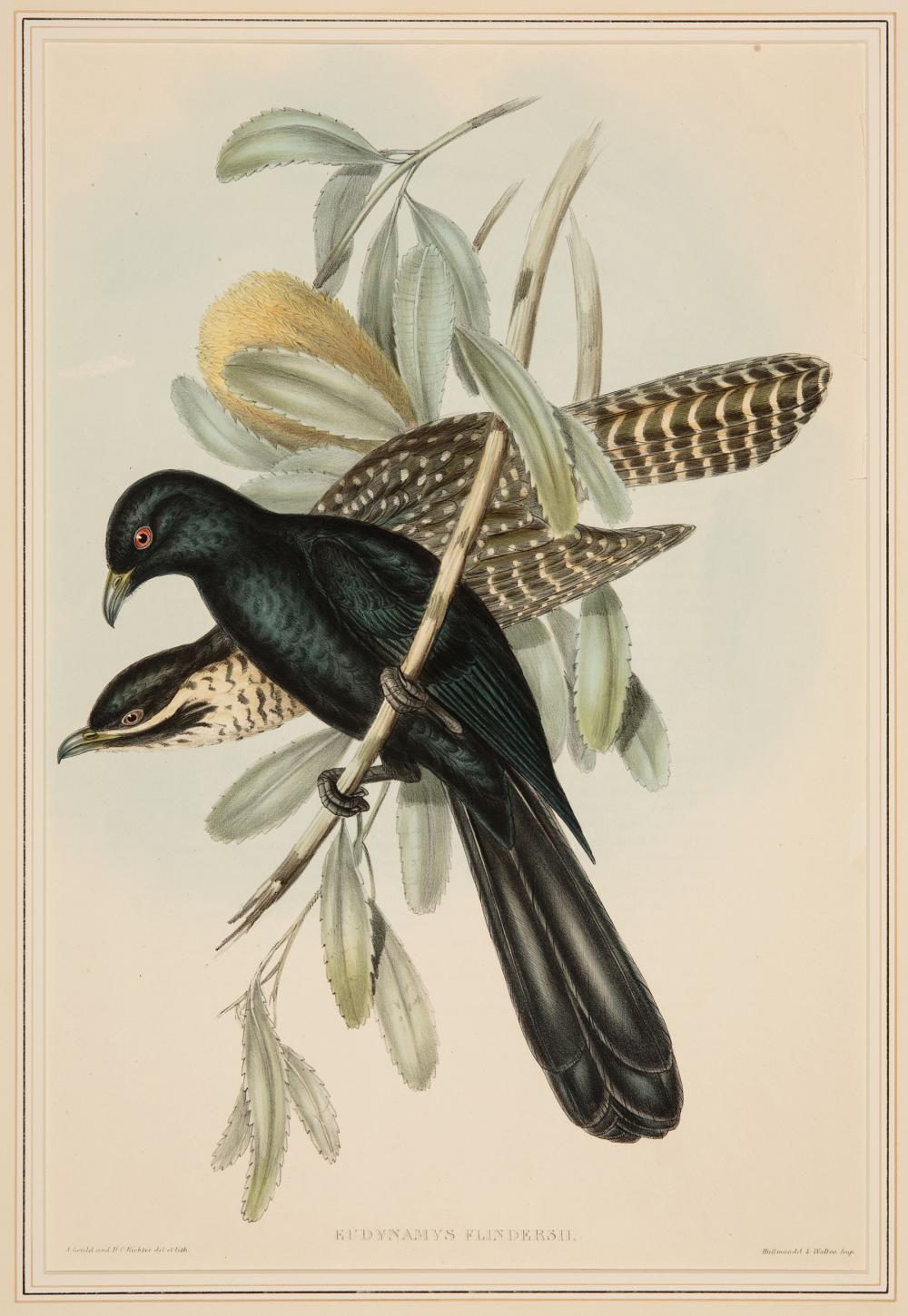 JOHN GOULD BRITISH 1804 1881 John 31b376