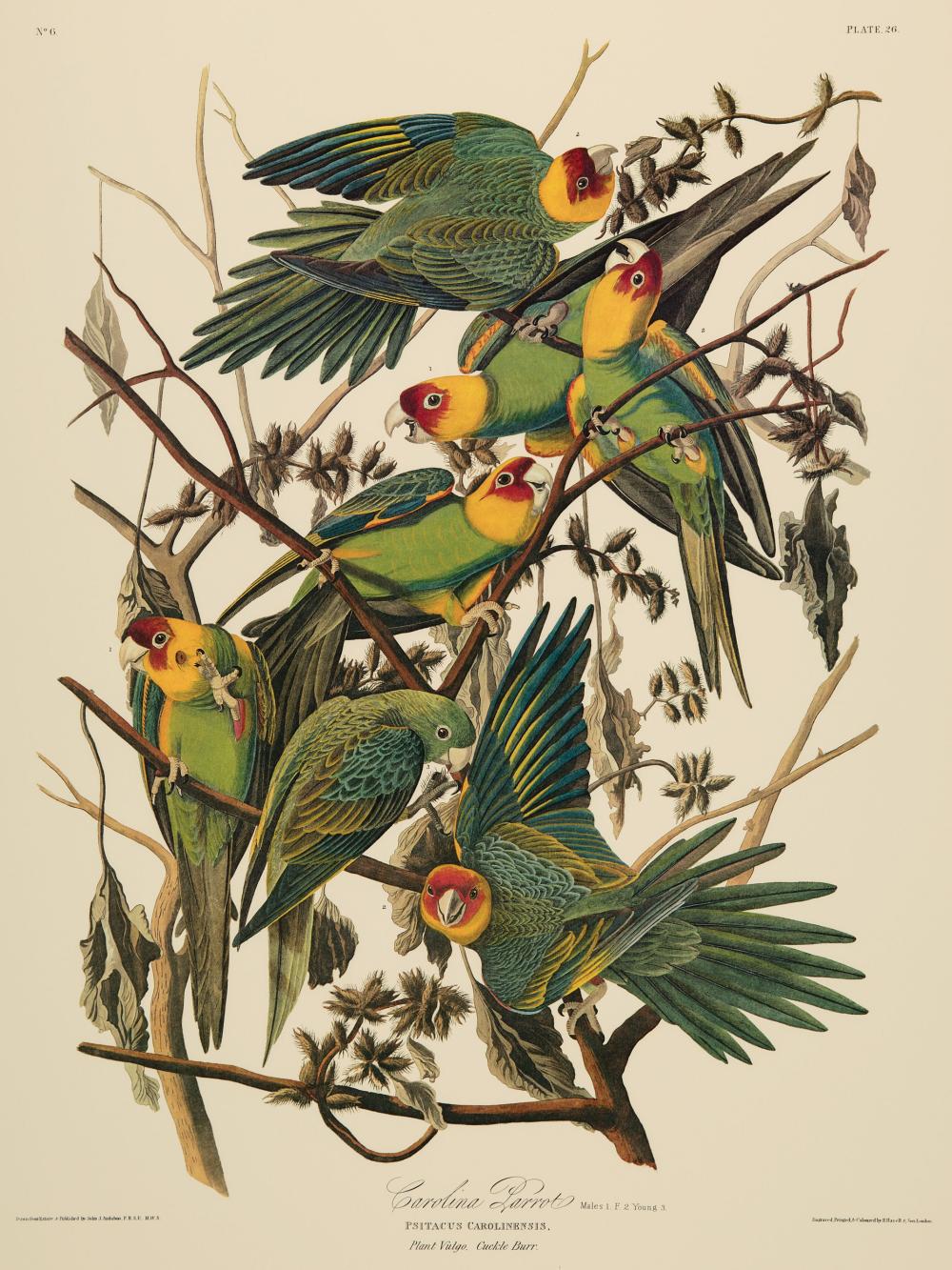 JOHN JAMES AUDUBON (AMERICAN, 1785-1851)John