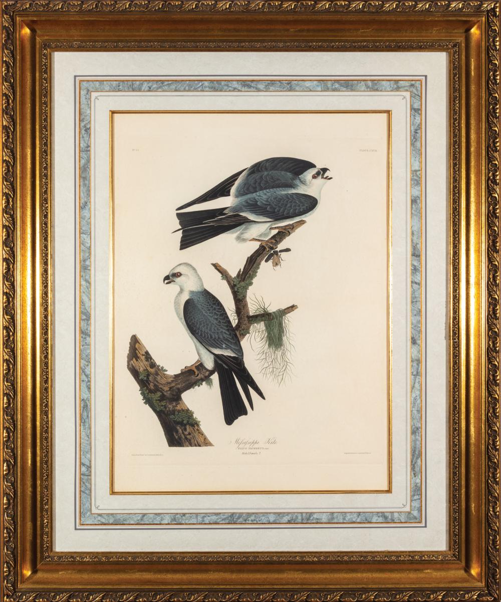 JOHN JAMES AUDUBON AMERICAN 1785 1851 John 31981c