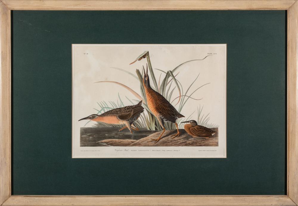 JOHN JAMES AUDUBON AMERICAN 1785 1851 John 319826