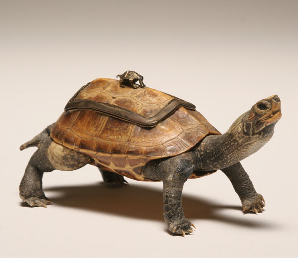 Antique taxidermied turtle box whimsy;