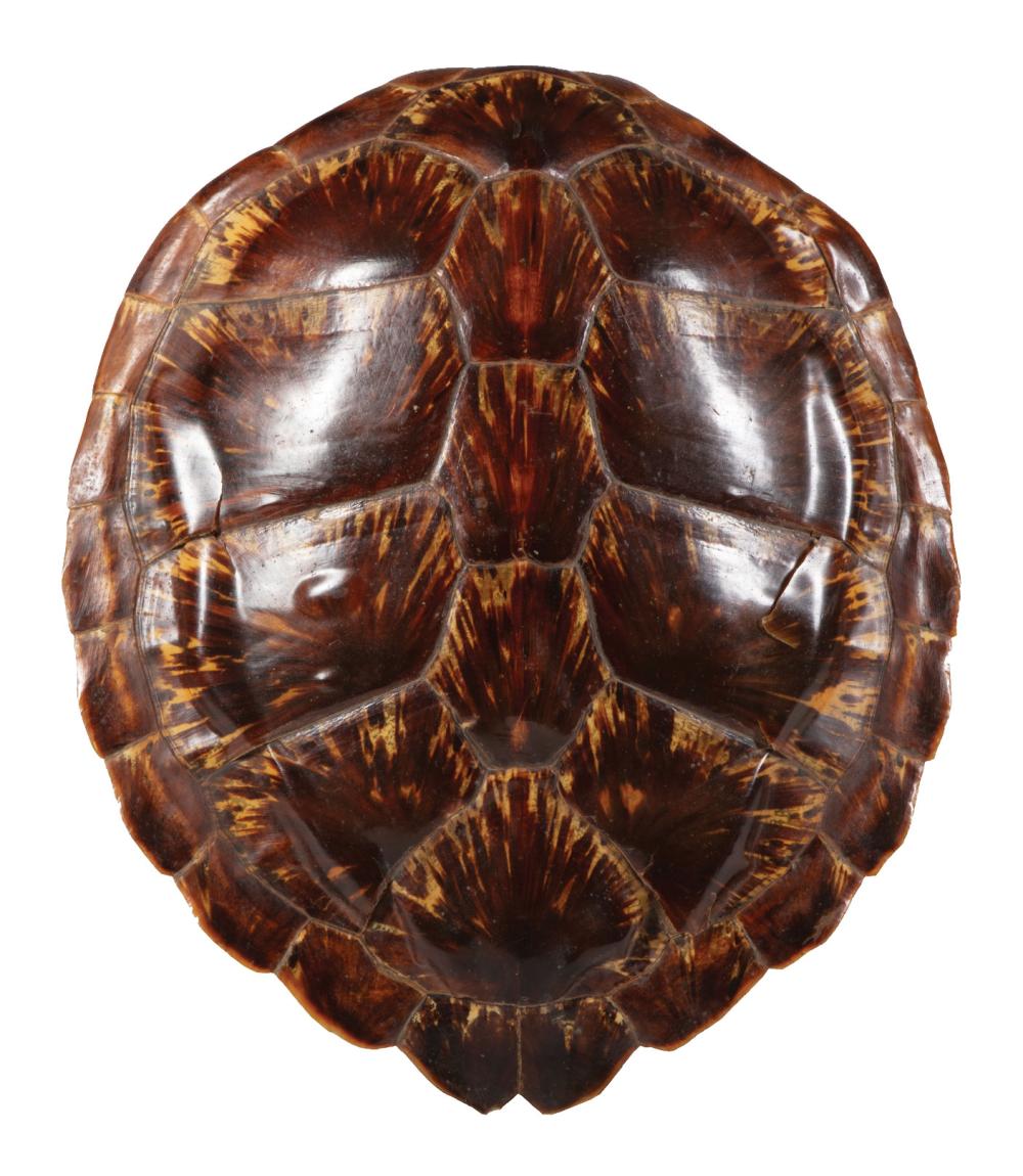 DECORATIVE TORTOISE CARAPACEDecorative 319c39