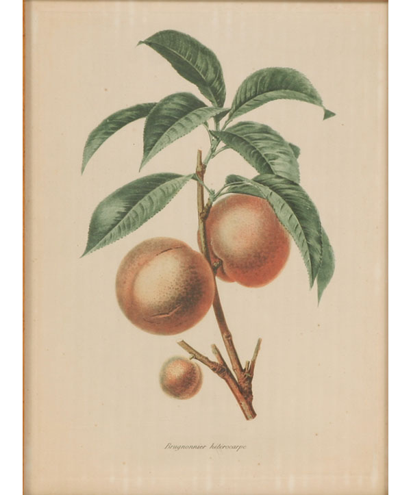 Six French prints of fruit in birdseye 4f63b