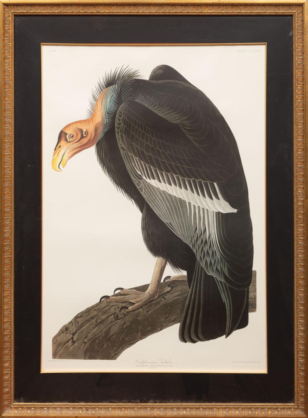 AFTER JOHN JAMES AUDUBON AMERICAN  319eba