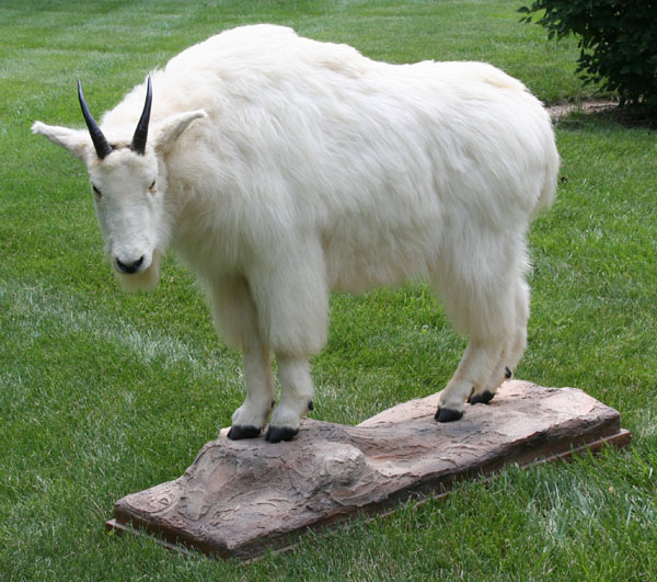 Mountain goat mount; standing full