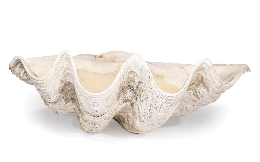 GIANT CLAM SHELLGiant Clam Shell 319ee1
