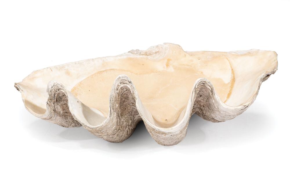 GIANT CLAM SHELLGiant Clam Shell 319ee2