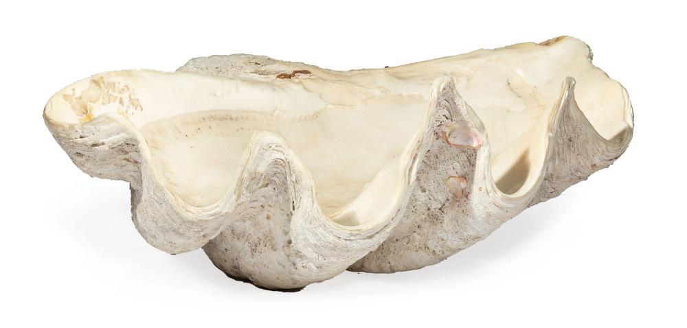 GIANT CLAM SHELLGiant Clam Shell , Tridacna