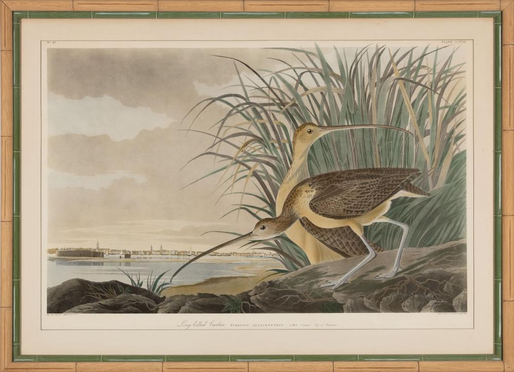 AFTER JOHN JAMES AUDUBON AMERICAN  31cf57