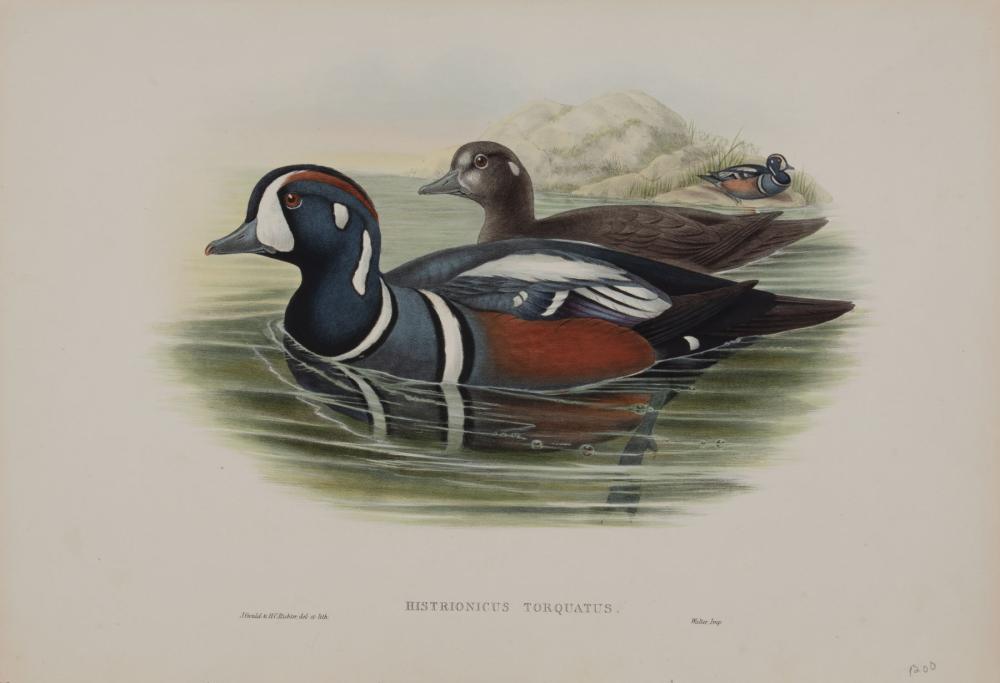 JOHN GOULD BRITISH 1804 1822 John 31c192