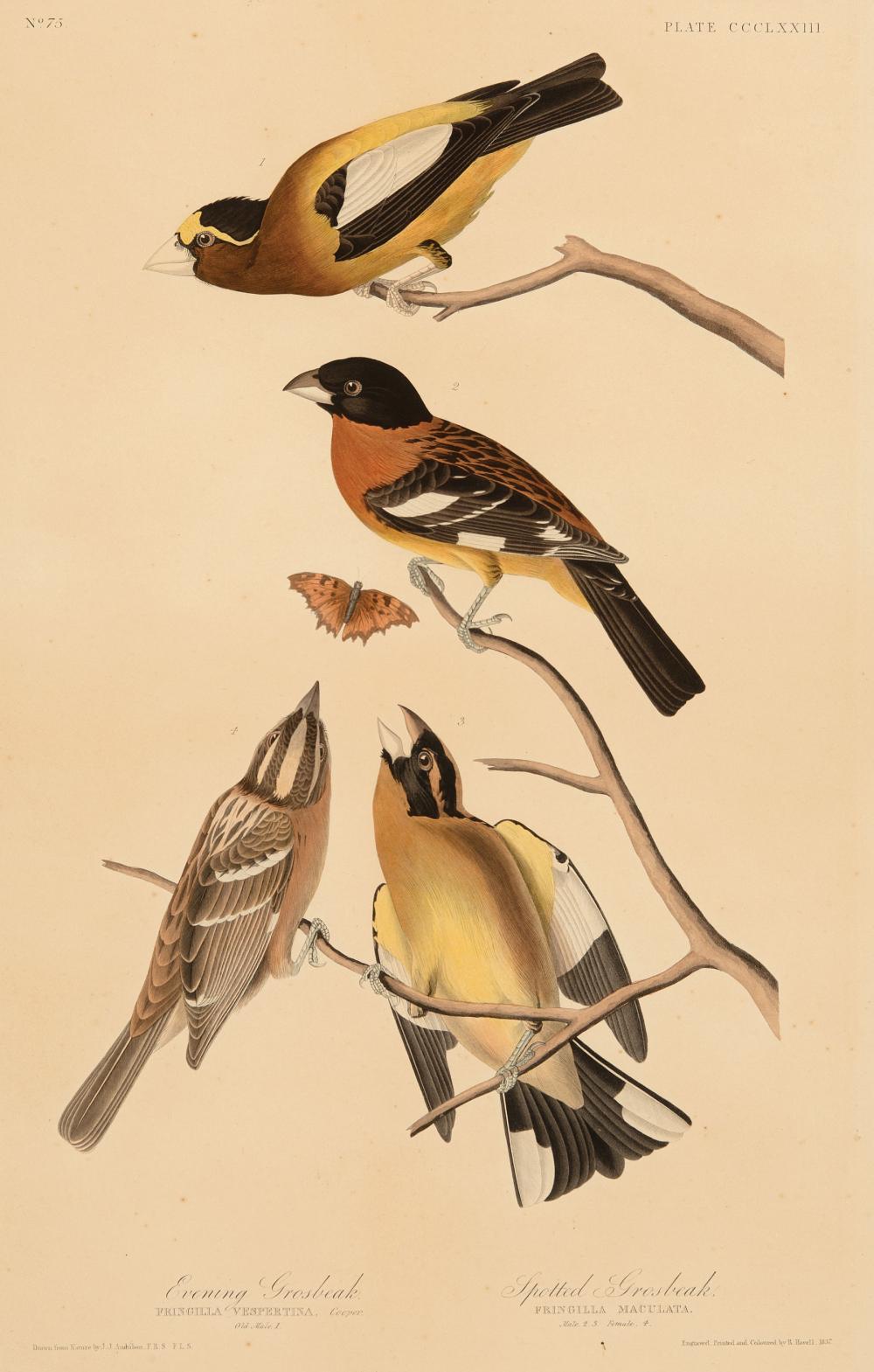 JOHN JAMES AUDUBON AMERICAN 1785 1851 John 31c194