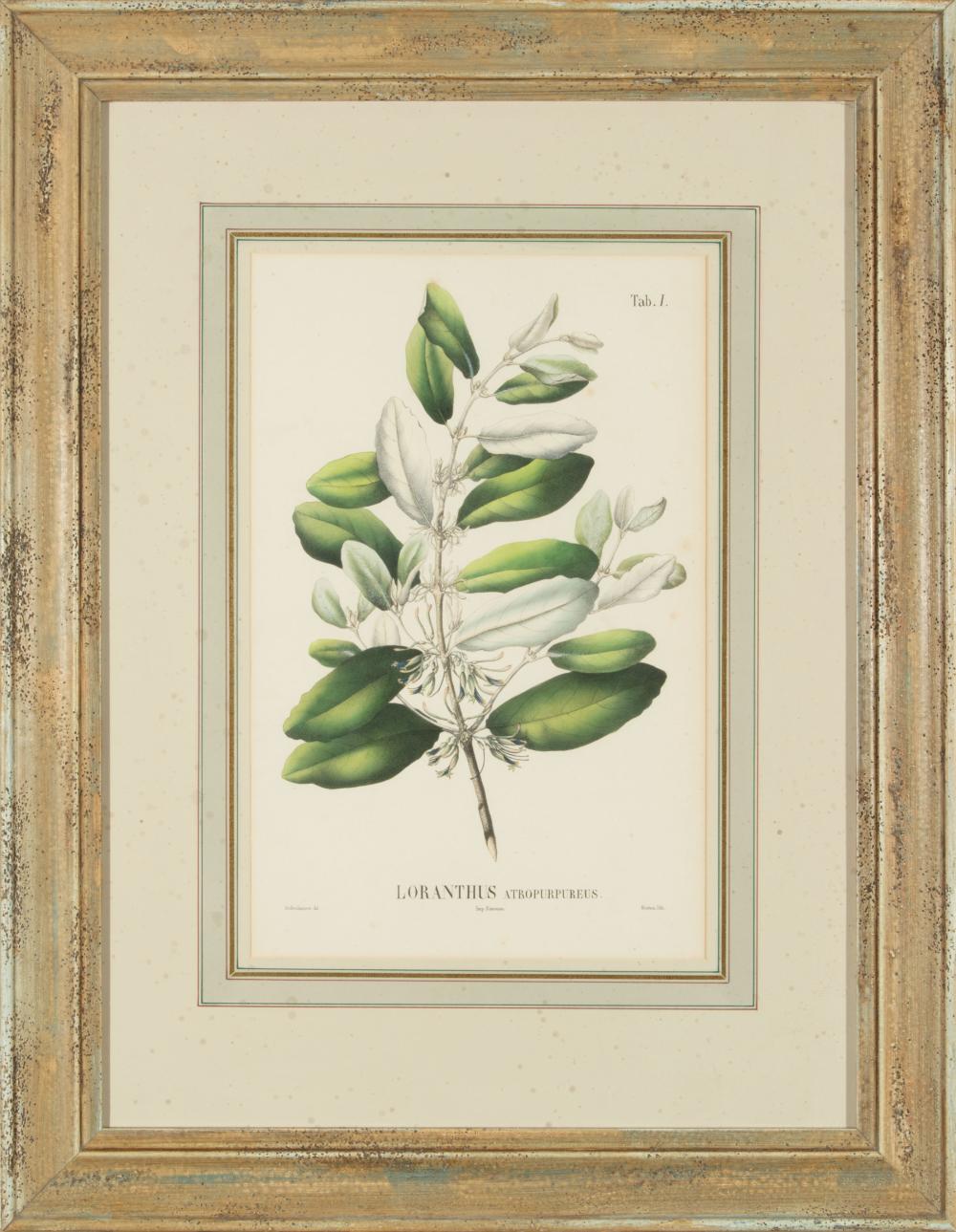 BOTANICAL PRINTSAntique Botanical Prints