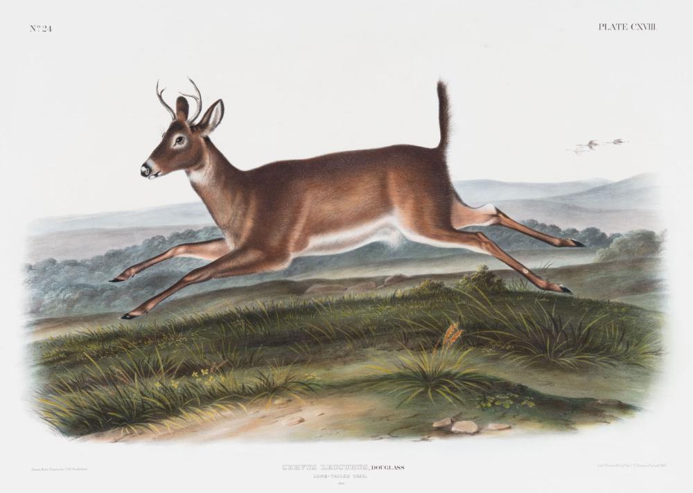 JOHN JAMES AUDUBON (AMERICAN, 1785-1851)John