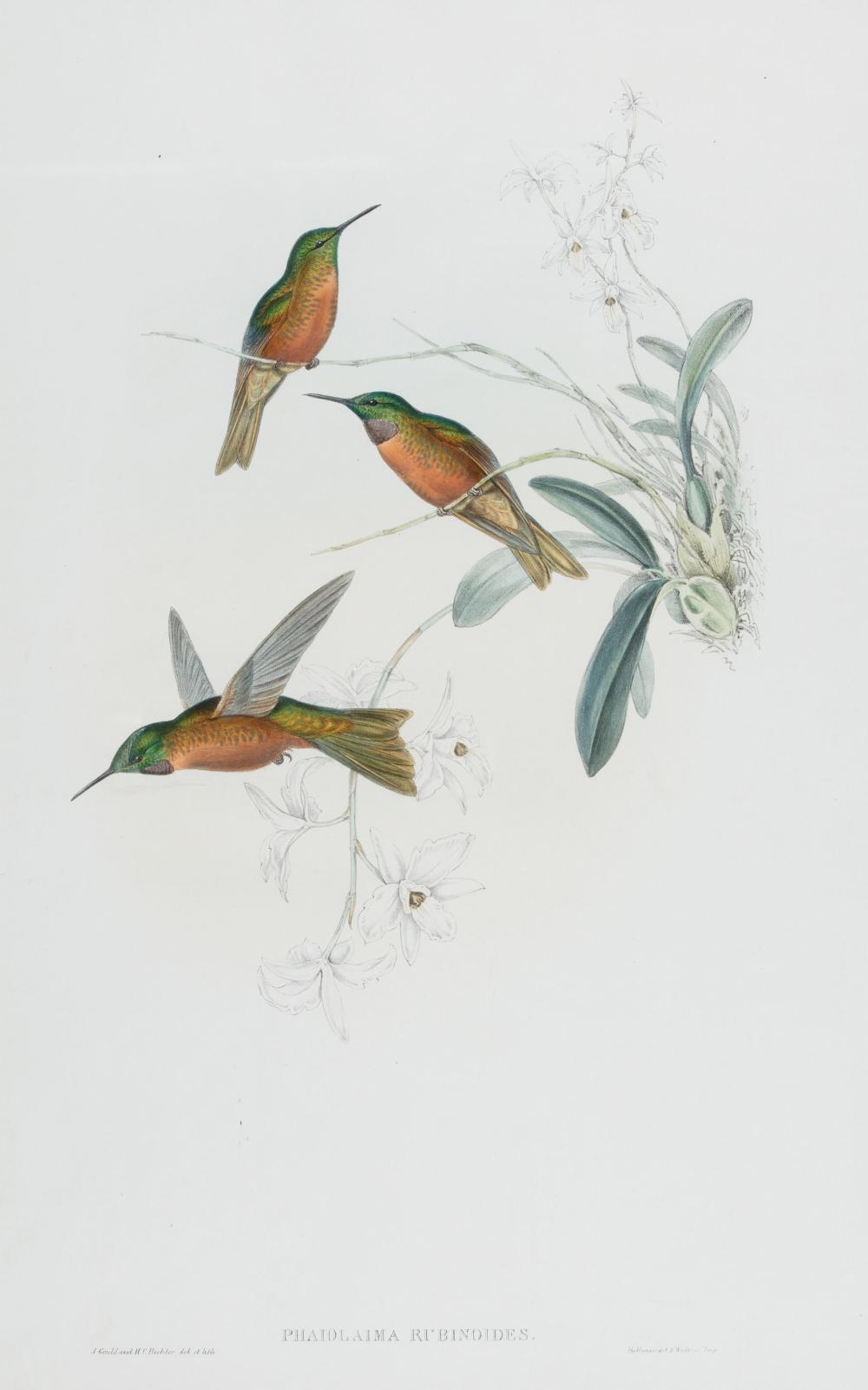 JOHN GOULD BRITISH 1804 1881 John 31c737